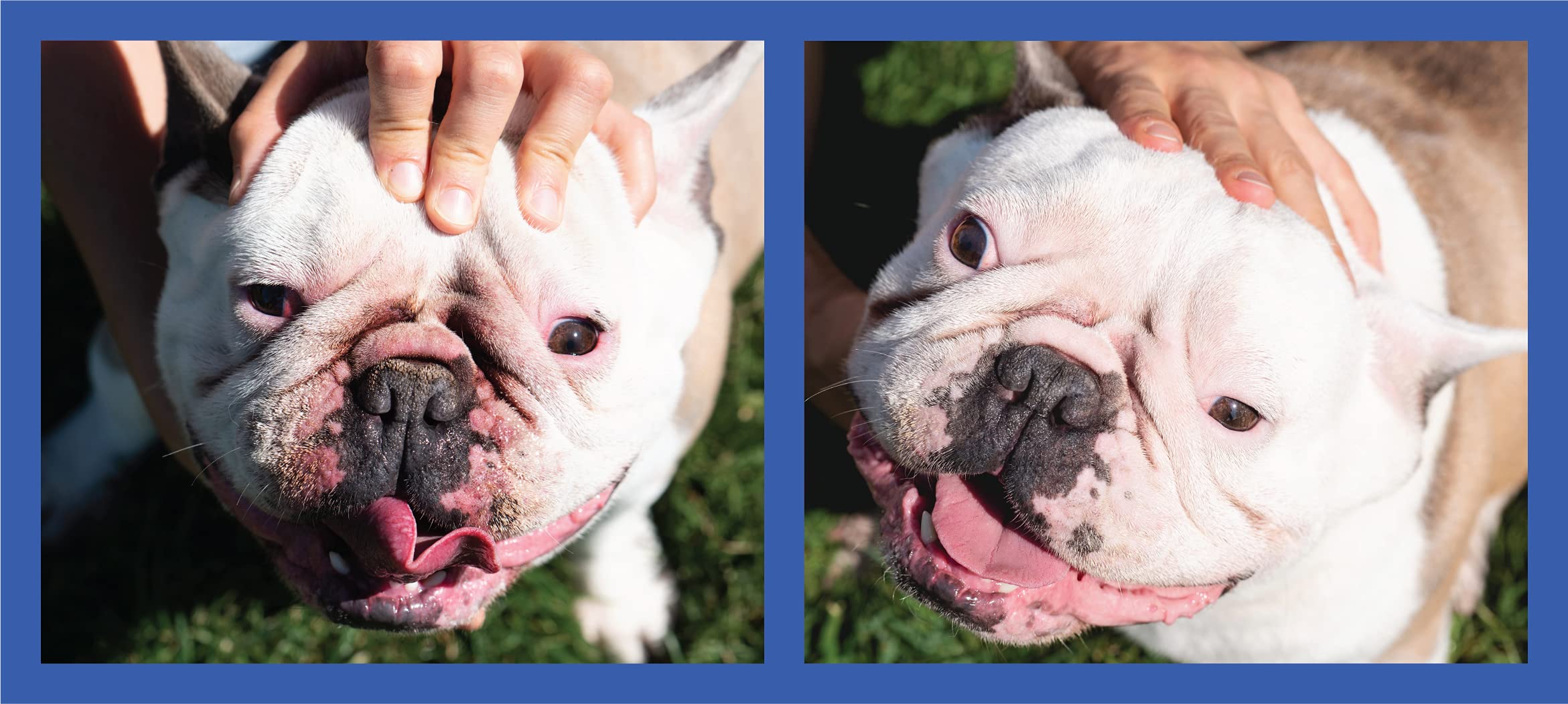 Squishface Wrinkle Paste supports all breeds' wrinkle-prone areas for cleaner, happier skin.