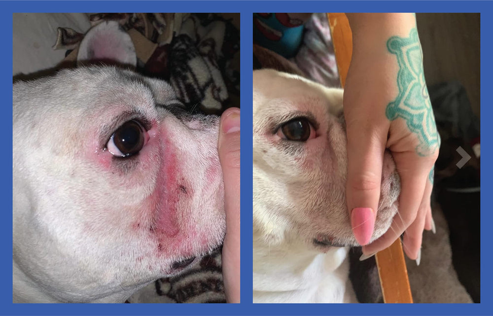 Squishface Wrinkle Paste cleans tail pockets and facial folds for tidier skin.