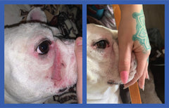 Squishface Wrinkle Paste cleans tail pockets and facial folds for tidier skin.