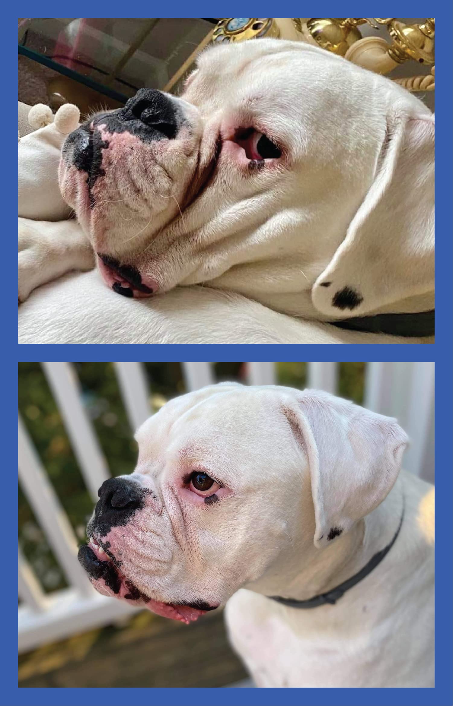 Squishface Wrinkle Paste pairs with Wrinkle Wipes for extended cleanliness.