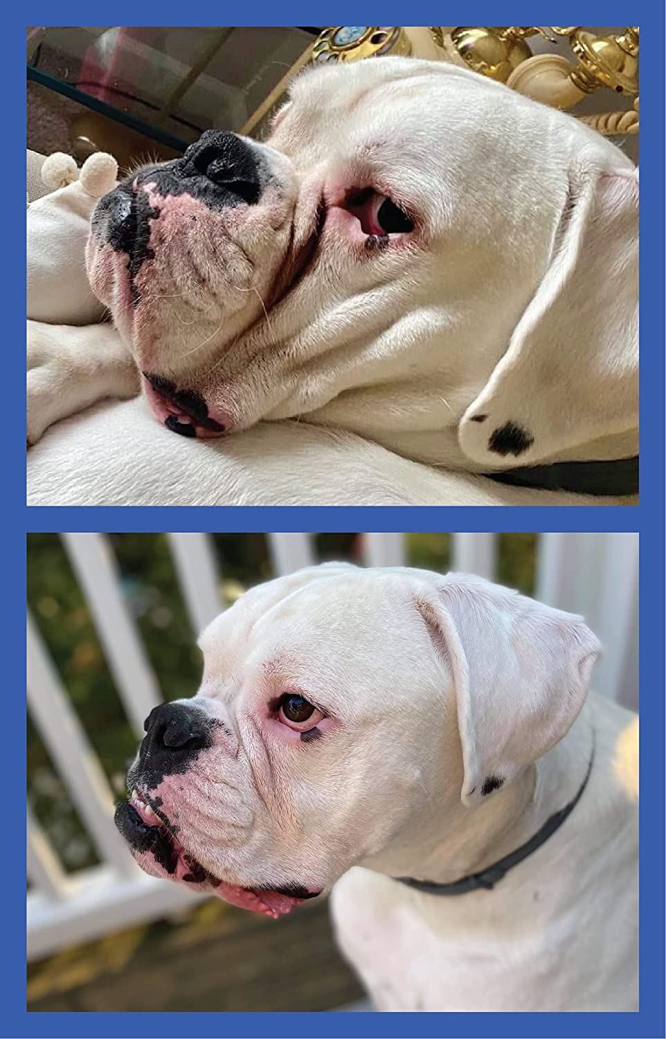Squishface Wrinkle Wipes dirt and folds cleaning between baths.