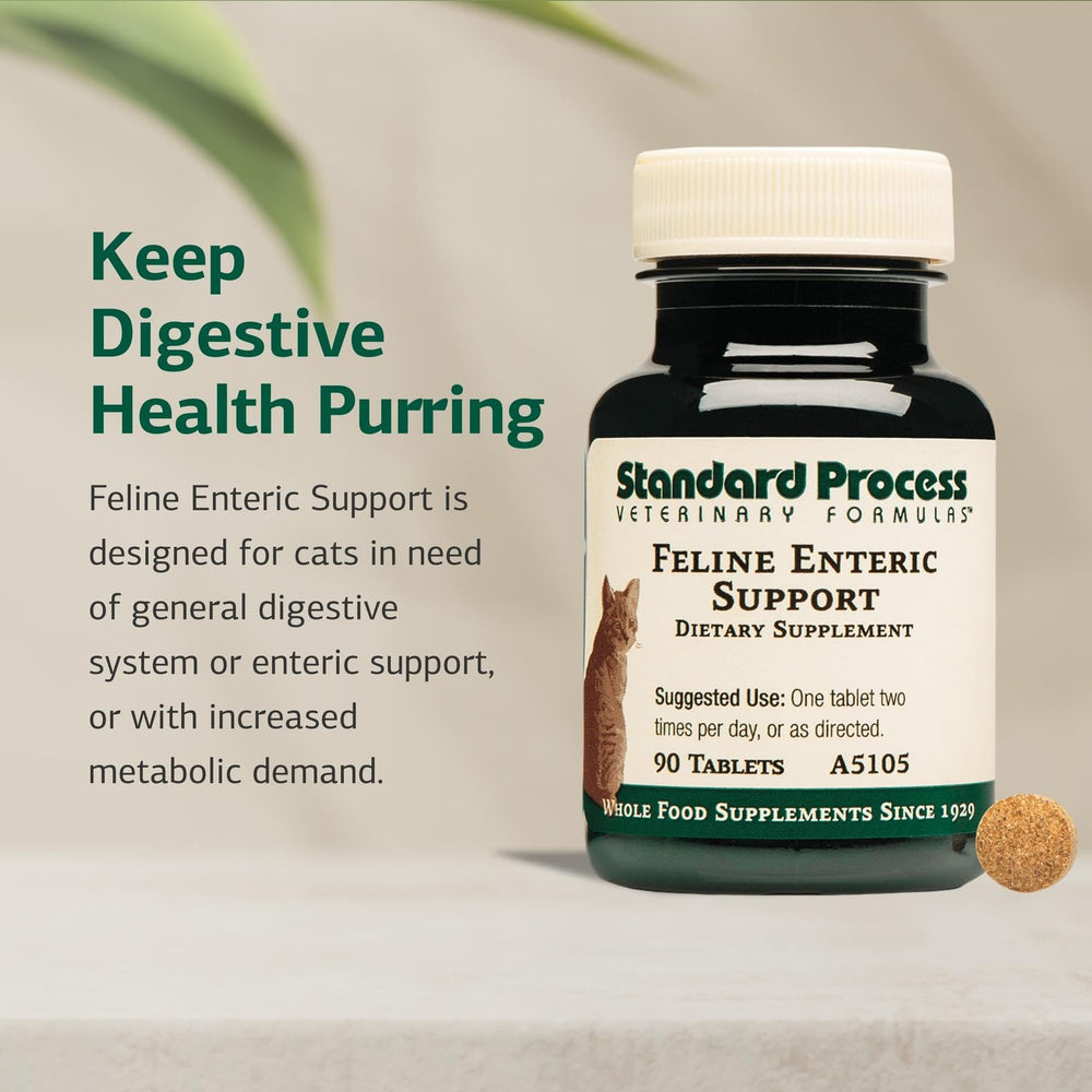 Standard Process Feline digestive-support ingredients blend highlights high-quality GI wellness components.