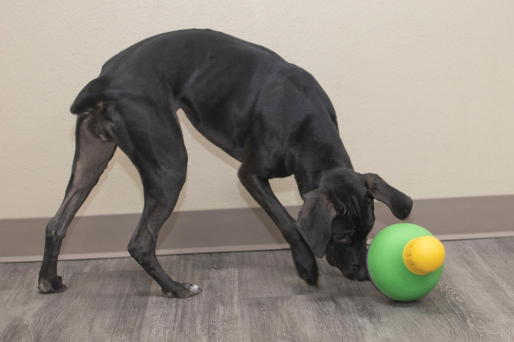 Starmark Bob-A-Lot weighted design encourages natural curiosity with erratic wobble