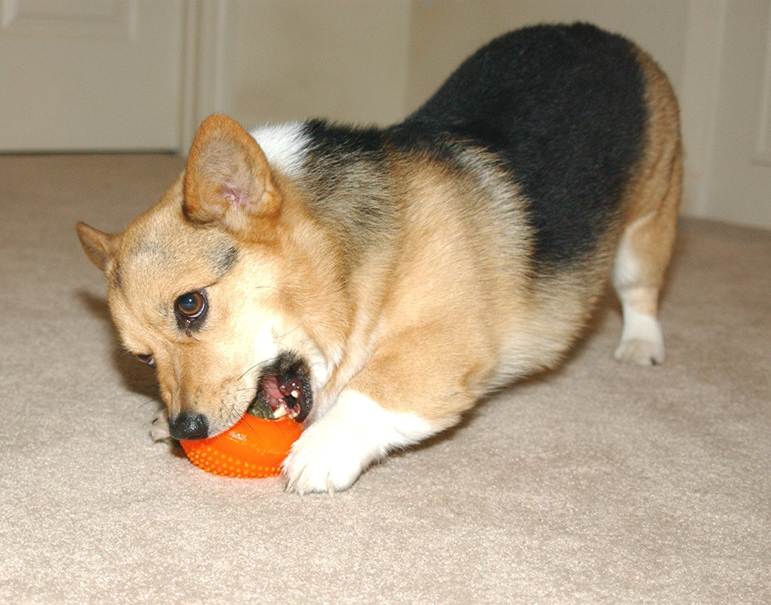 Starmark Bento Ball in use, rolling unpredictably for interactive play.