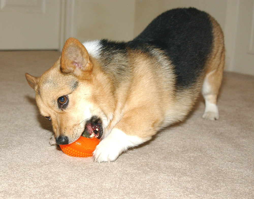 Starmark Bento Ball in use, rolling unpredictably for interactive play.