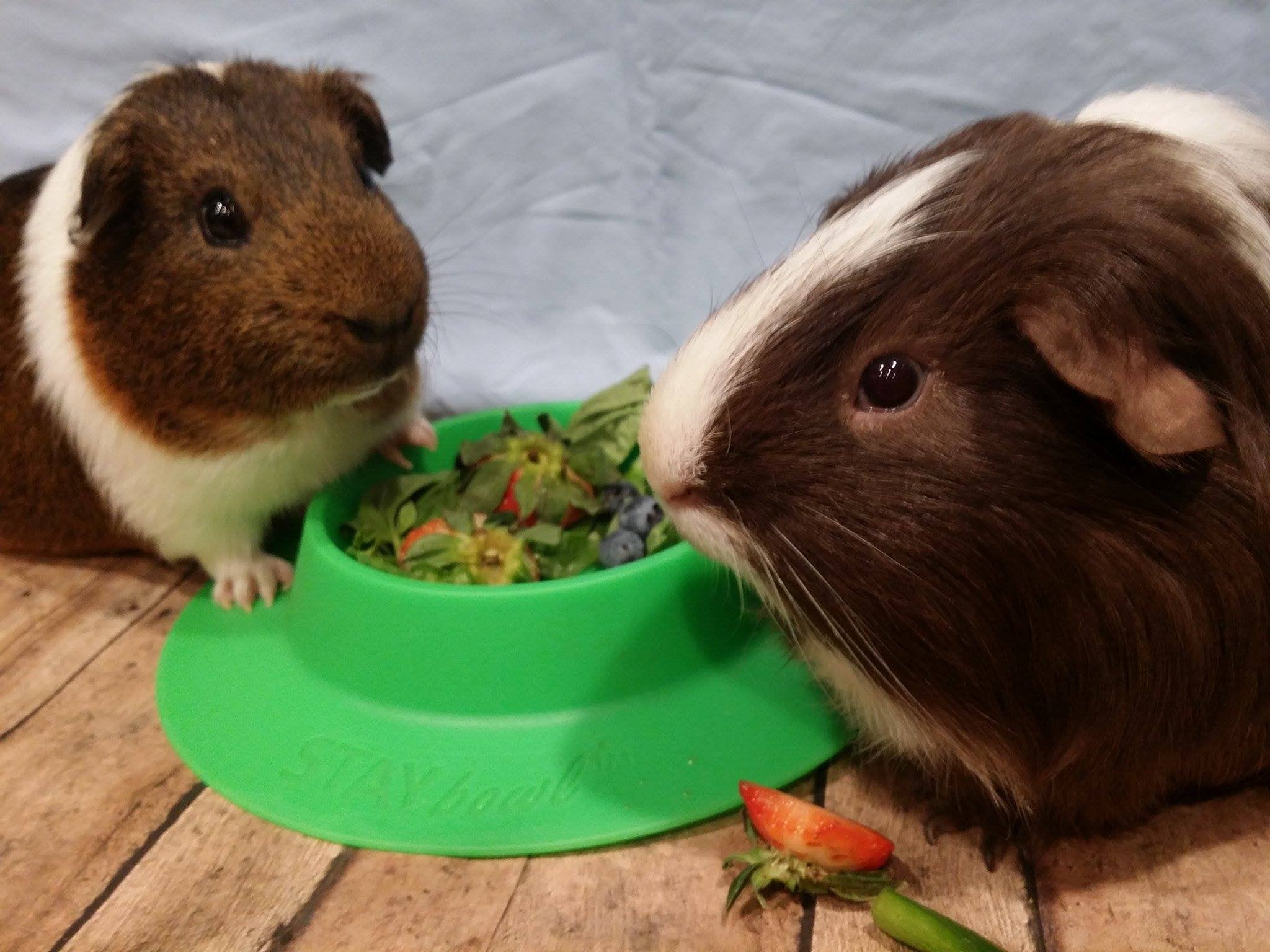 STAYbowl compatibility shot with rabbits and hedgehogs shows versatile use.