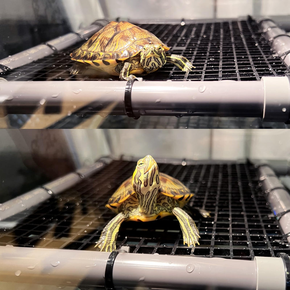 StellarOcean turtle basking platform stability with extra suction cups prevents drifting during climbs.