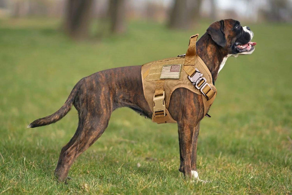 Stpiatue tactical dog harness side patches for identification and gear attachment.