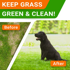 STRELLALAB DL-Methionine-Enzyme Chews closeup emphasizes stain-reducing lawn support.