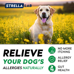STRELLALAB dog allergy relief chews chicken flavor closeup invites easy daily use.