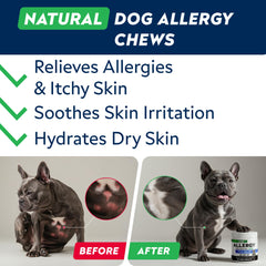 STRELLALAB bottle of chews; easy daily supplement for dogs.