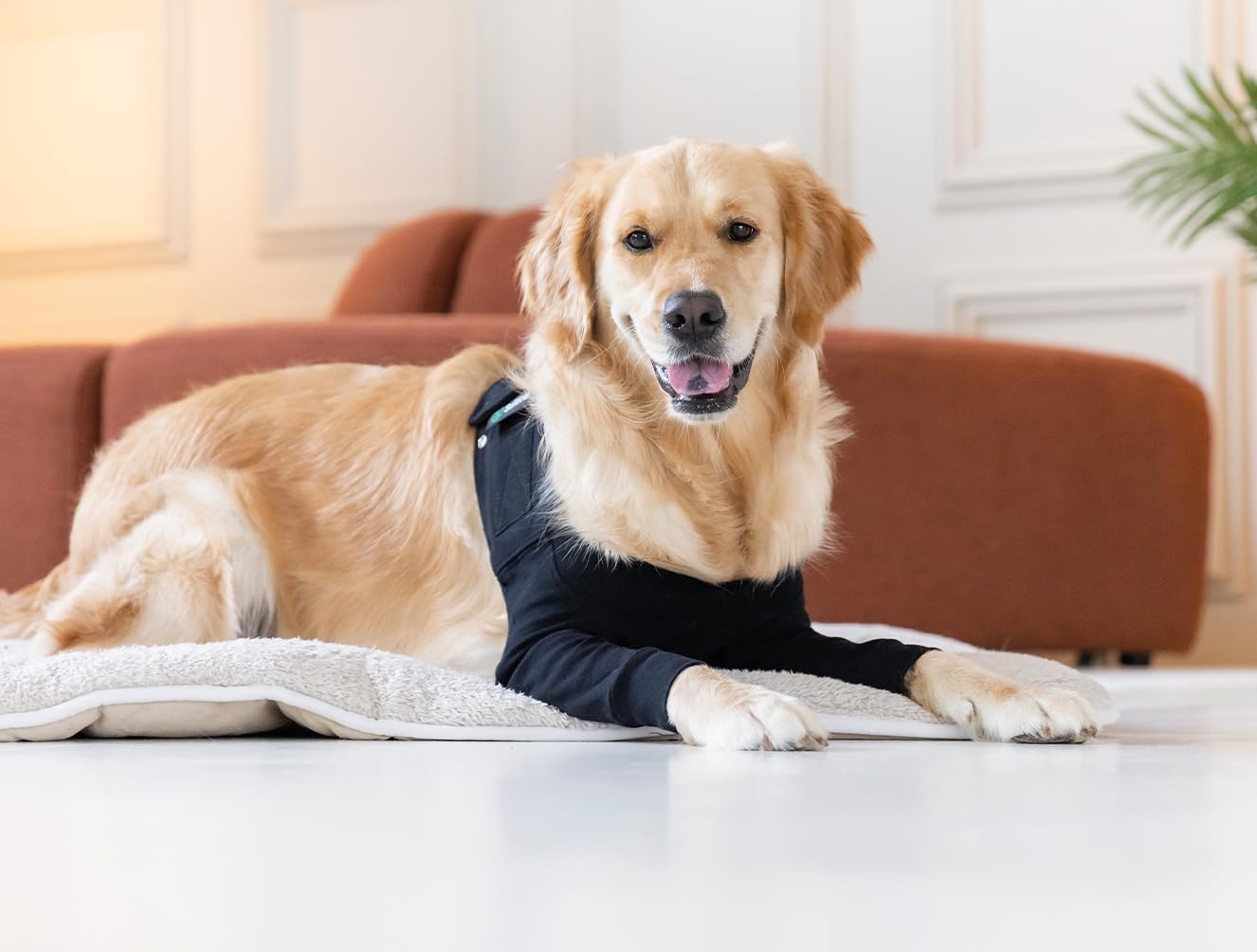 Suitical Recovery Double Sleeve chest wrap demonstrates calming pressure for anxious dogs.