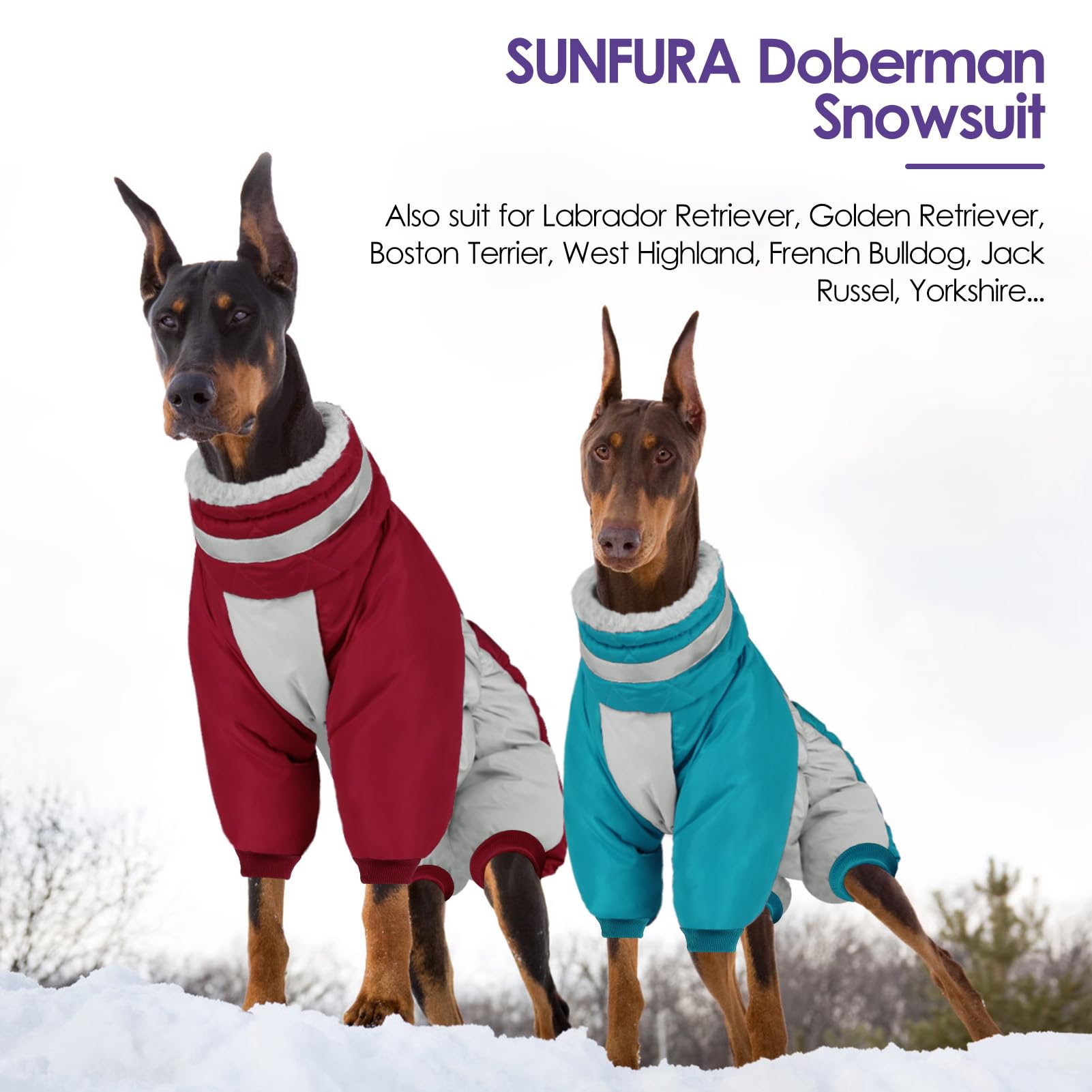 SUNFURA turquoise dog coat on a Boston Terrier for cozy winter walks