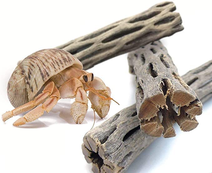 SunGrow Cholla Wood mordedores para roer, estimulan exploracion natural en terrario.