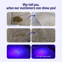 Sunny & Honey spray-action bottle on sofa demonstrates upholstery cleaning power