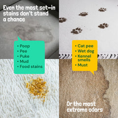 Sunny & Honey pet urine cleaner action on a rug demonstrates stain removal.