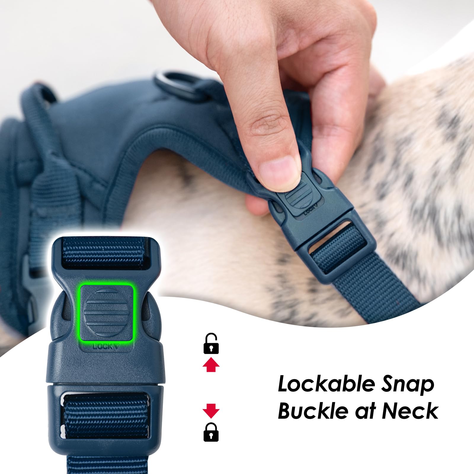 Sunraymascota back-d-ring harness with versatile leash options for daily walks