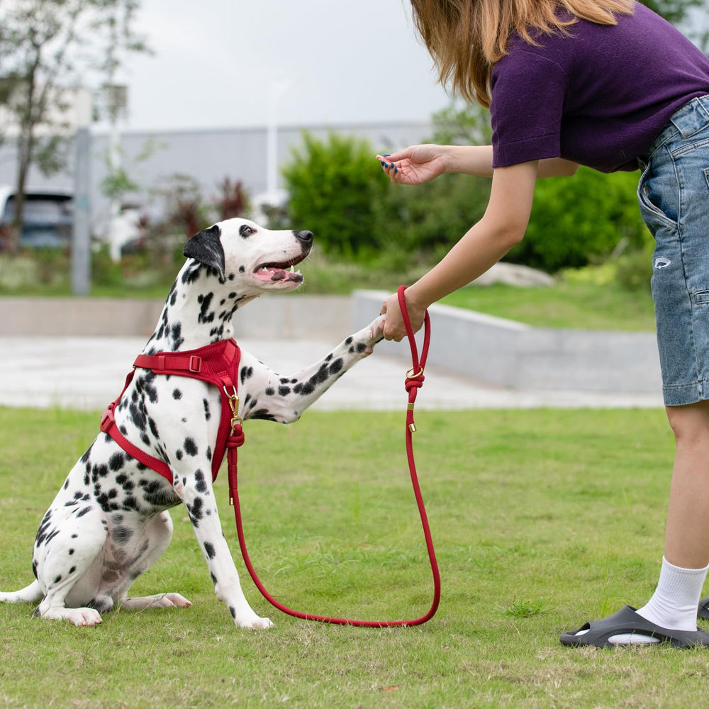 Sunraymascota burgundy red leash adds stylish daily-use appeal.