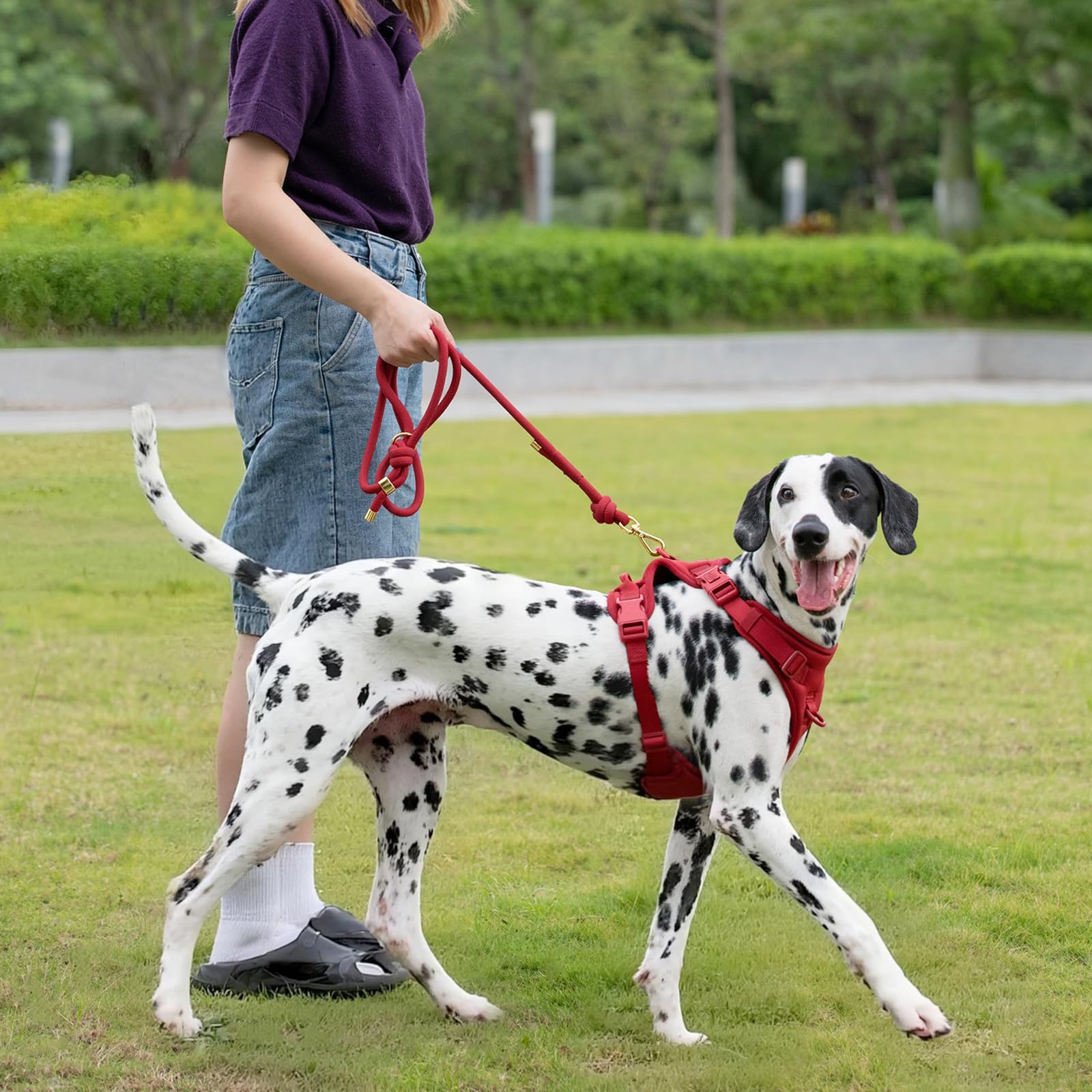 Sunraymascota leash suitable for dogs up to 30kg.