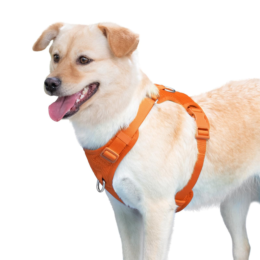 Sunraymascota no pull harness supports confident daily walks and light training.