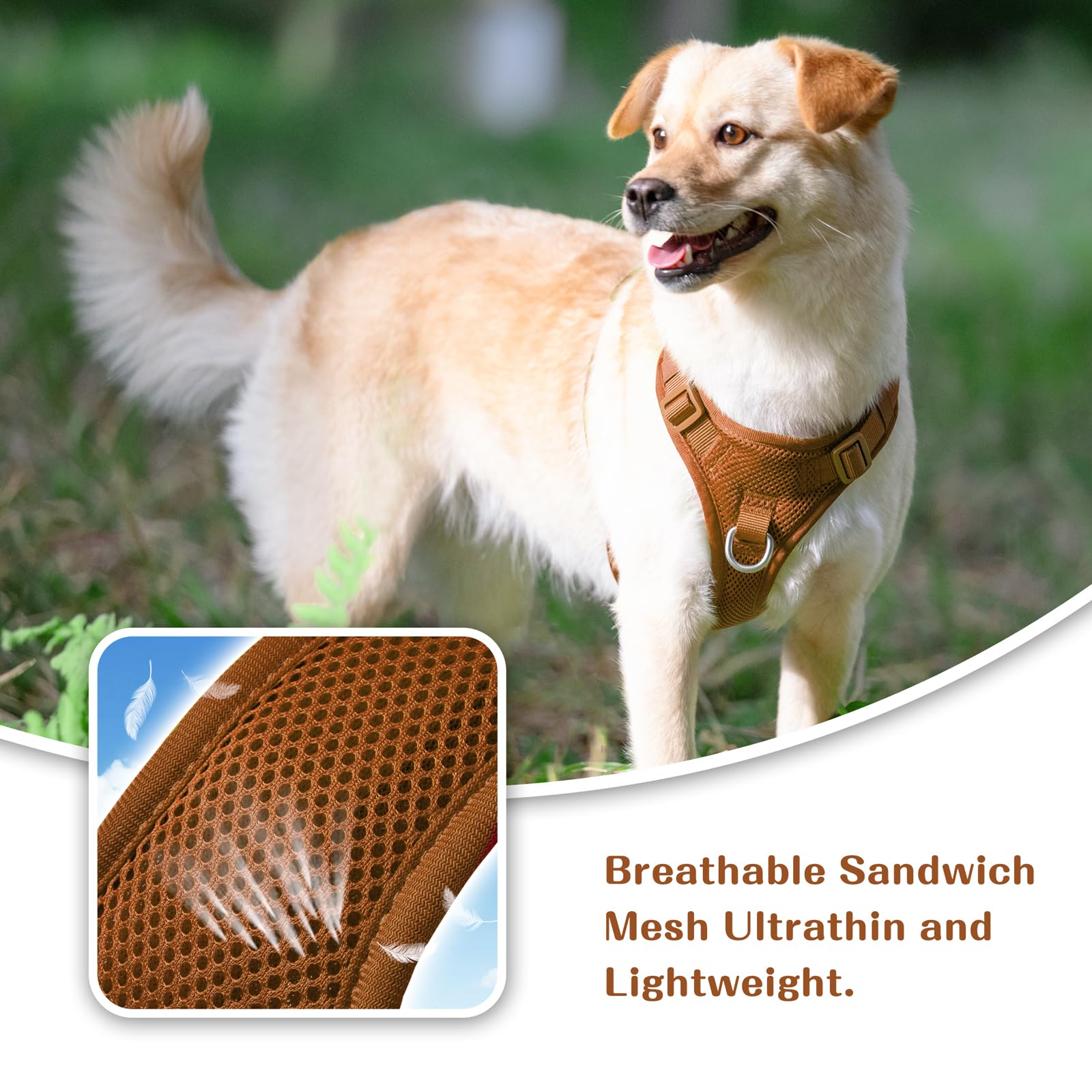Sunraymascota dual-clip system on dog wearing harness during walk.