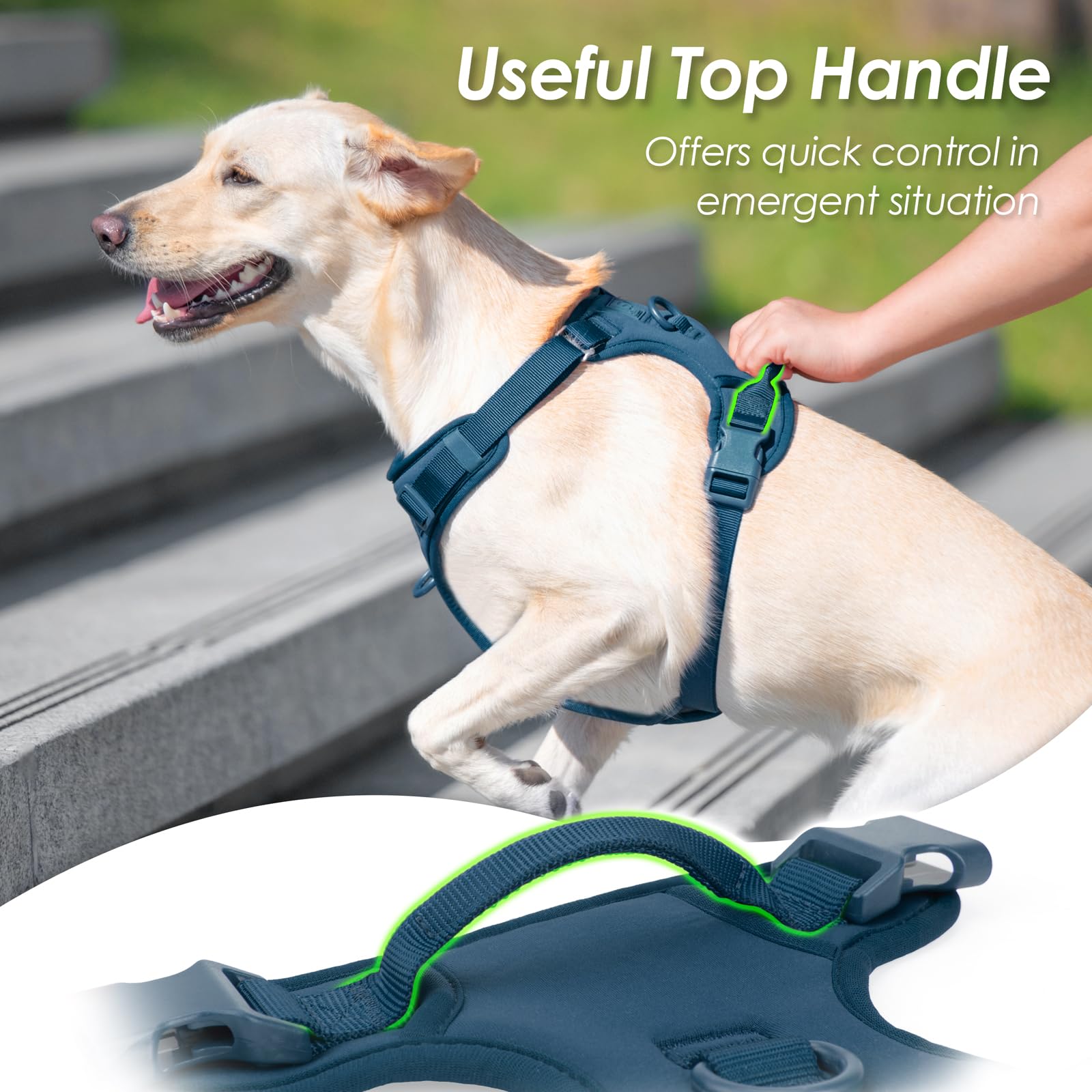 Sunraymascota fully adjustable straps for a precise, growing-dog fit
