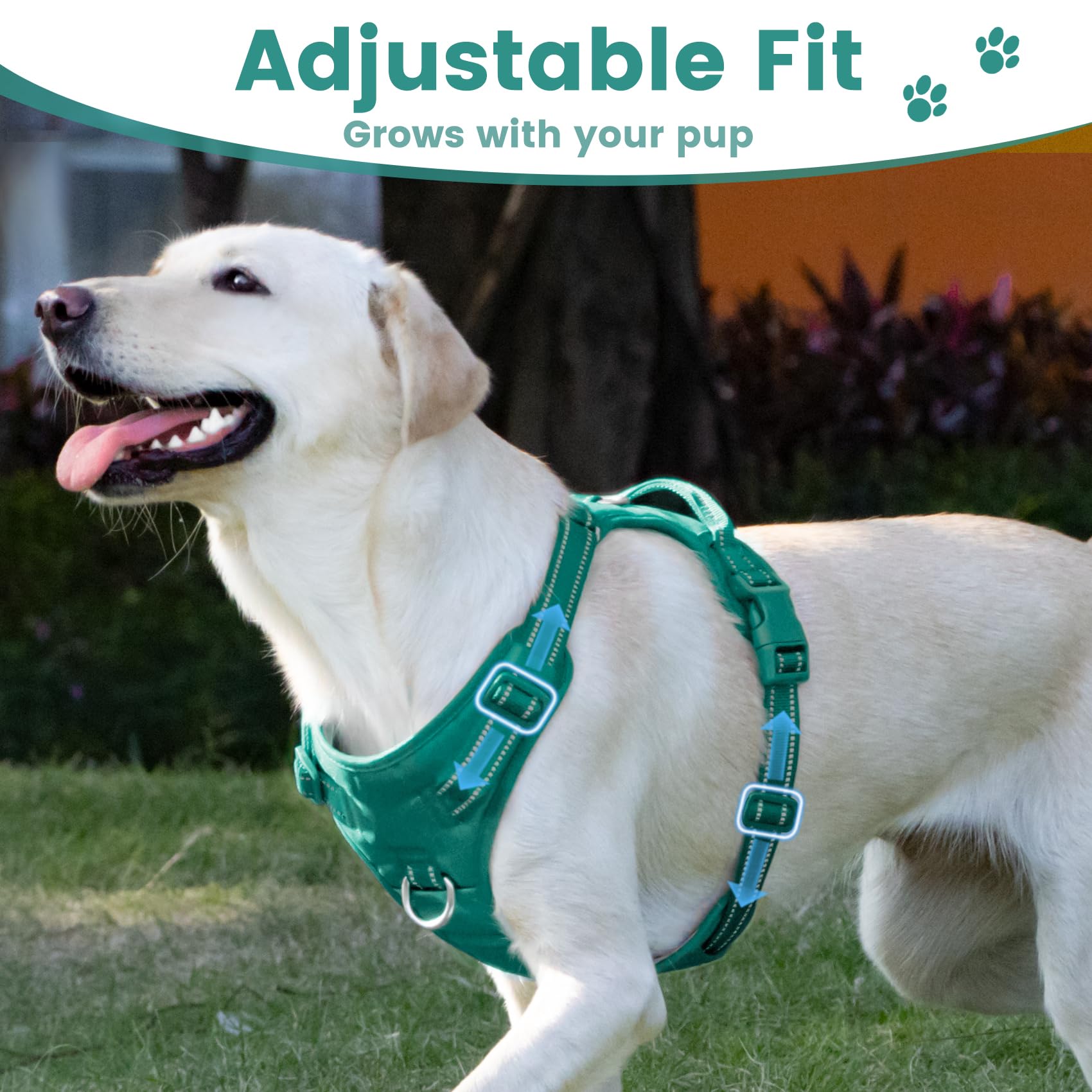 Sunraymascota Marrs Green harness on dog demonstrates everyday comfort