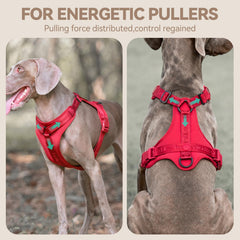 Sunraymascota no-pull harness 3D padding keeps dogs cool and comfortable