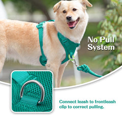 Sunraymascota No Pull Harness back D-ring for casual walks and jogging.