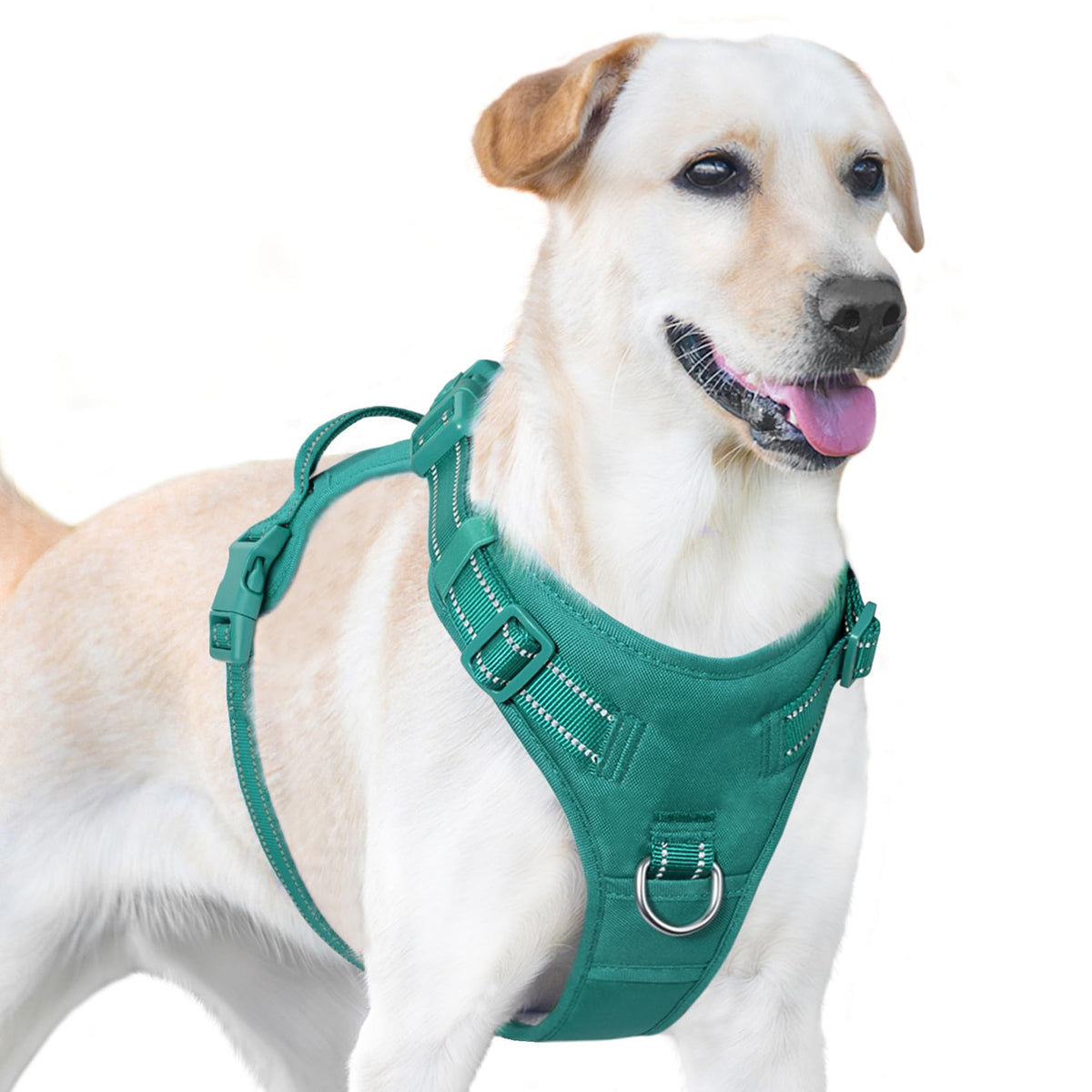 Sunraymascota No Pull Harness front D-ring close-up for guided walks