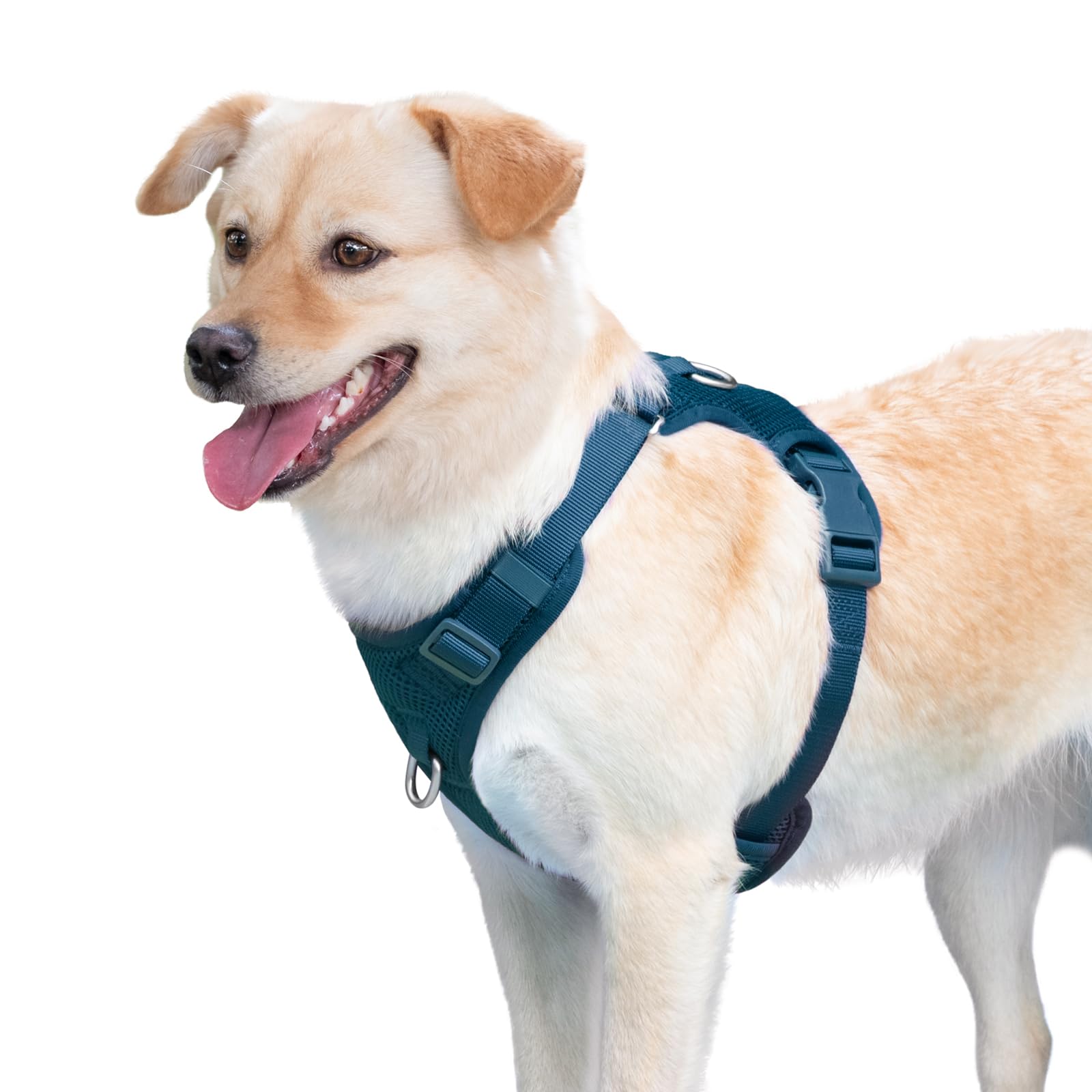 Sunraymascota lightweight comfort reduces joint pressure on dogs