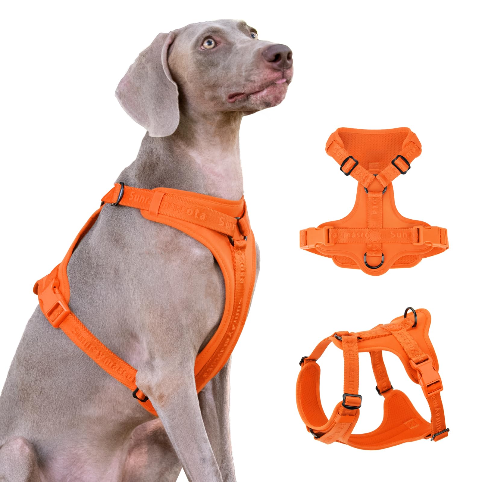 Sunraymascota No Pull Harness with Lycra stretch for comfortable daily walks.
