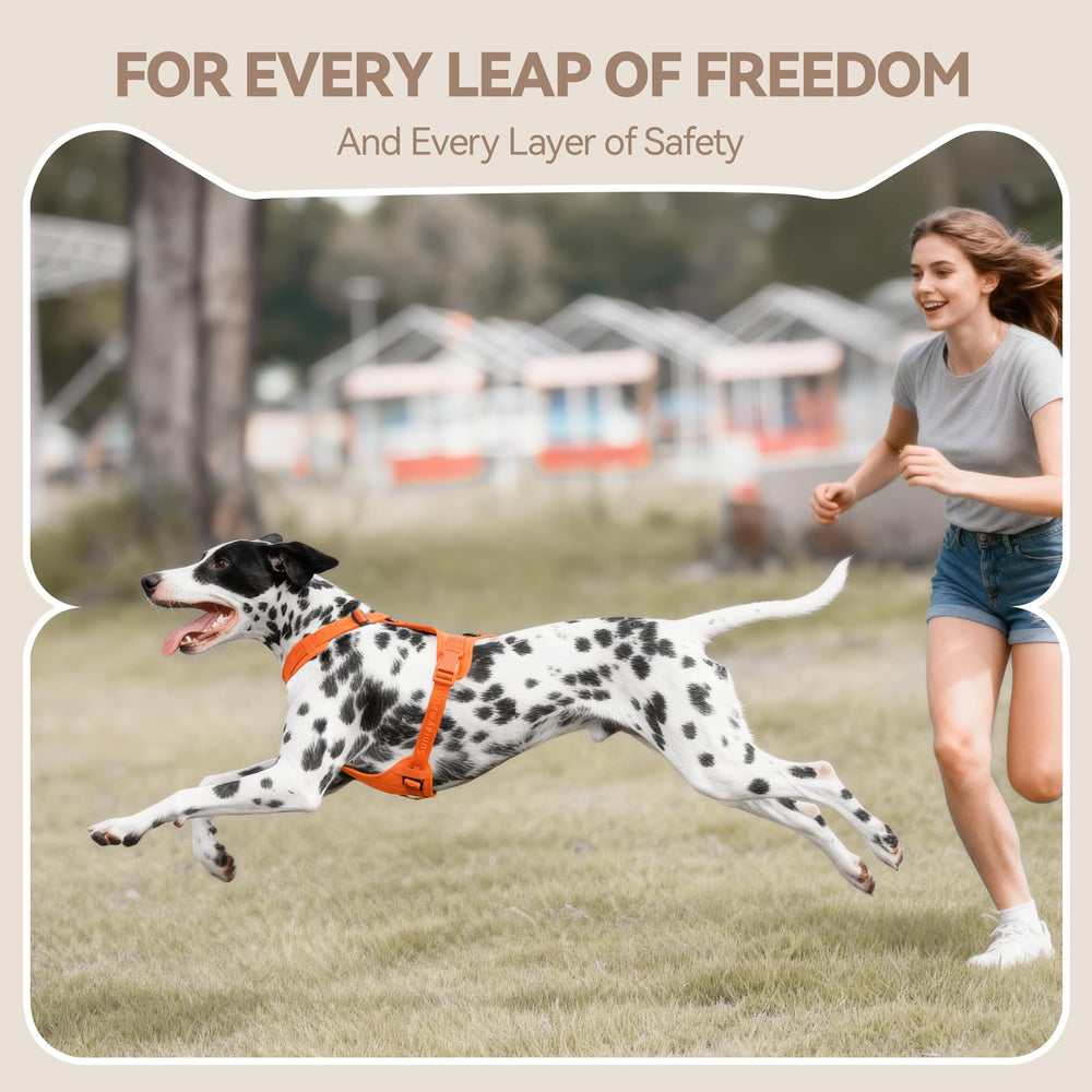 Sunraymascota No Pull Harness in orange boosts visibility during outdoor walks