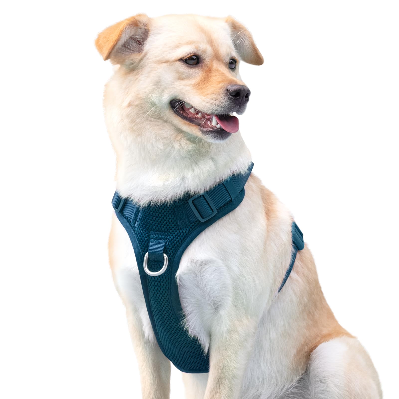 Sunraymascota Prussian Blue harness adds sporty look to gear set