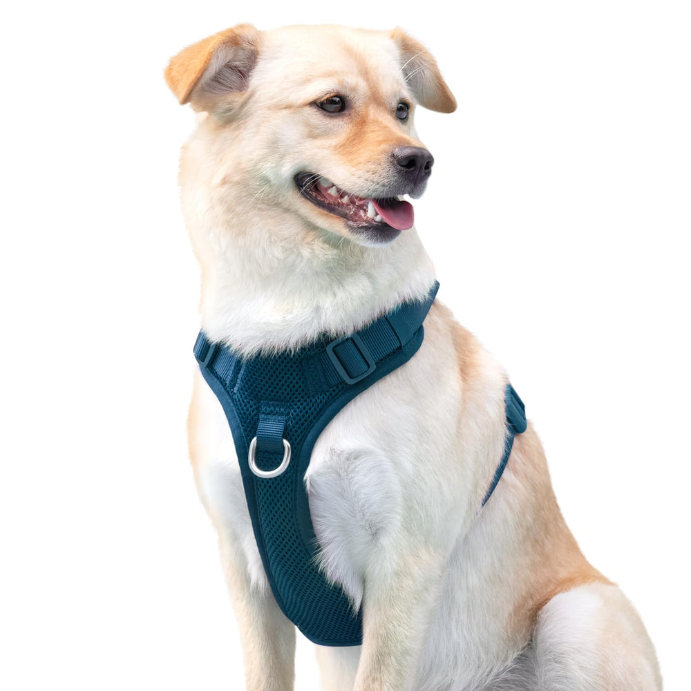 Sunraymascota Prussian Blue harness adds sporty look to gear set