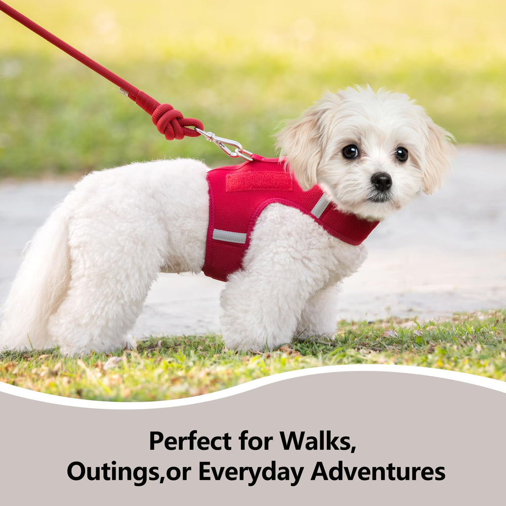 Sunraymascota soft mesh vest keeps puppies cool during long outdoor adventures.