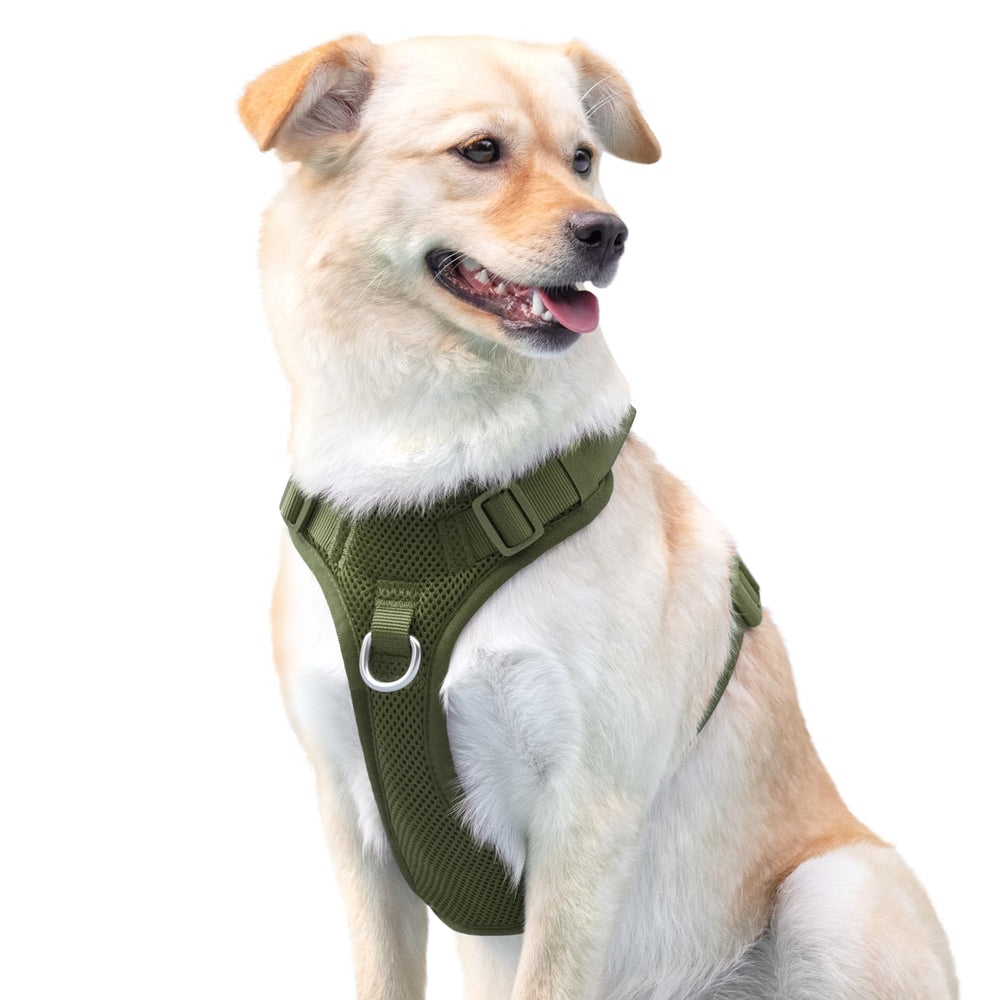 Sunraymascota lightweight harness supports longer walks and training sessions.