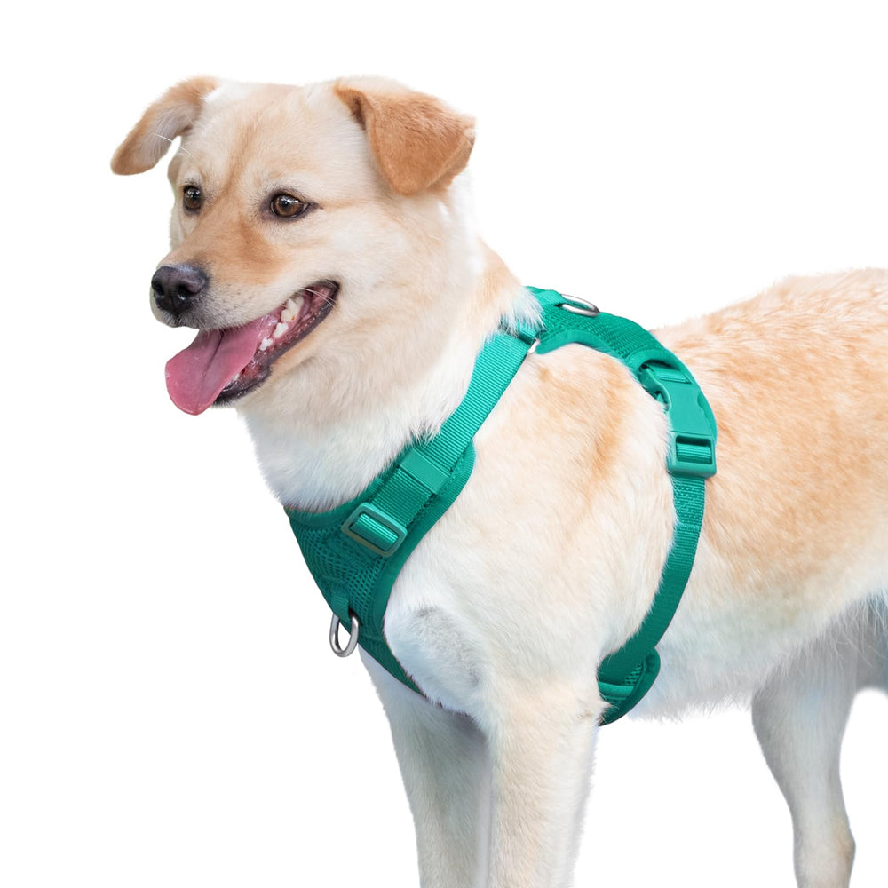 Sunraymascota walking and hiking harness ready for outdoor adventures