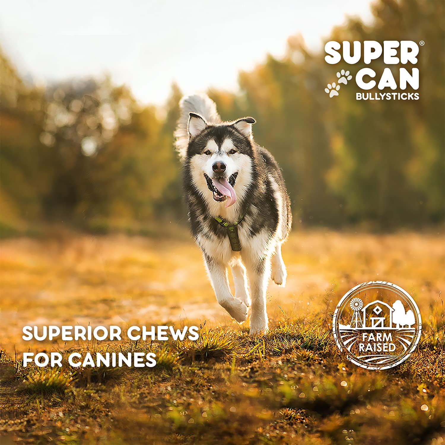 SUPER CAN BULLYSTICKS 6in beef-gullet-stick-dental-benefit-visual hints at dental-friendly chewing.