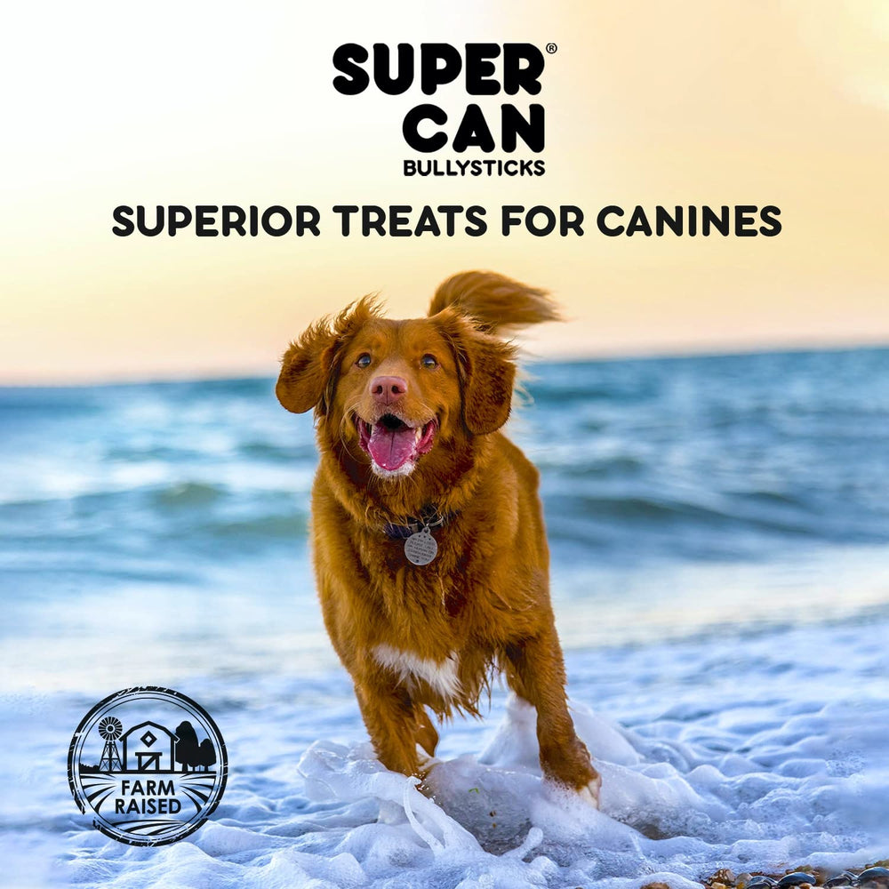 SUPER CAN BULLYSTICKS 6in beef-gullet-stick-dog-chew-session captures focused gnawing.