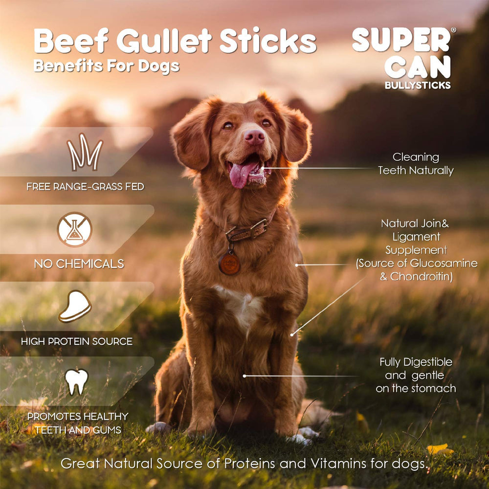 SUPER CAN BULLYSTICKS 6in beef-gullet-stick-in-mouth demonstrates a sturdy chew.