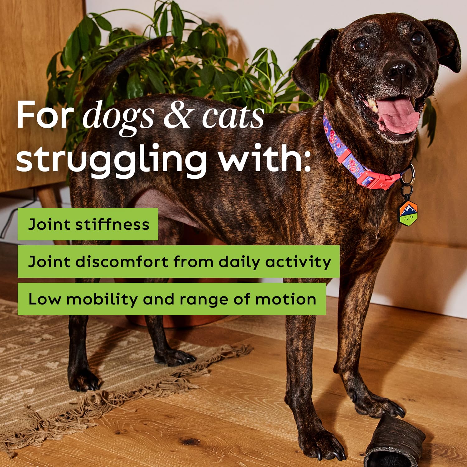 Cat chew serving showcasing grain-free joint care for felines.