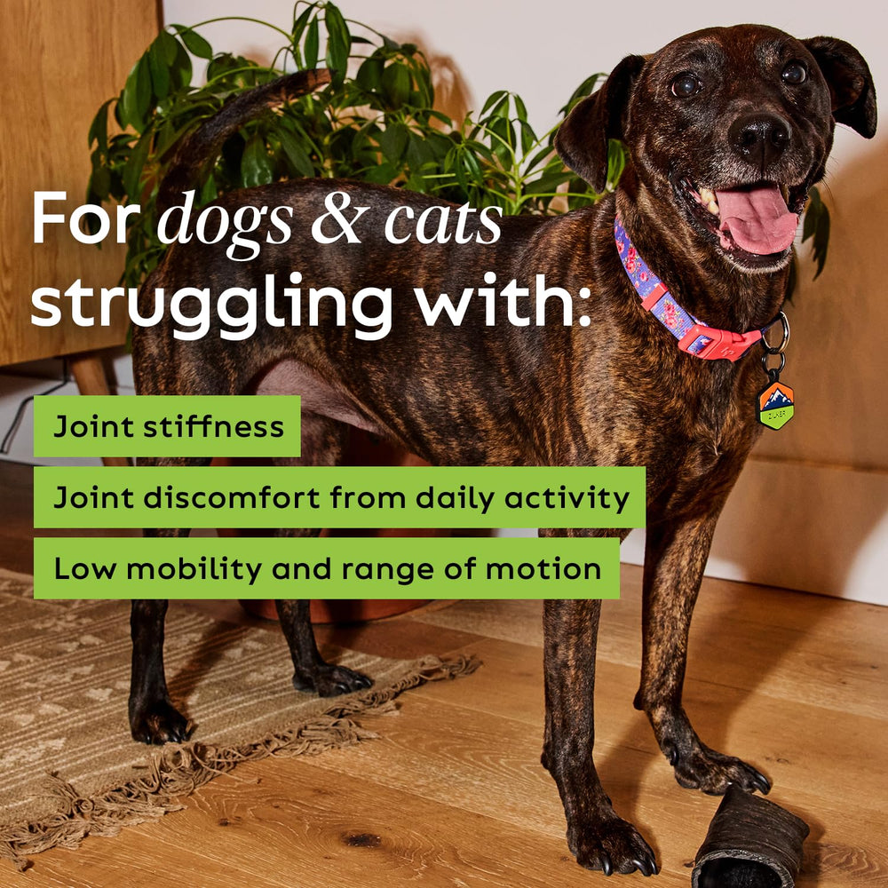 Cat chew serving showcasing grain-free joint care for felines.