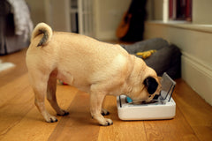 SureFlap SureFeed non-slip bottom keeps the bowl stable on the floor.