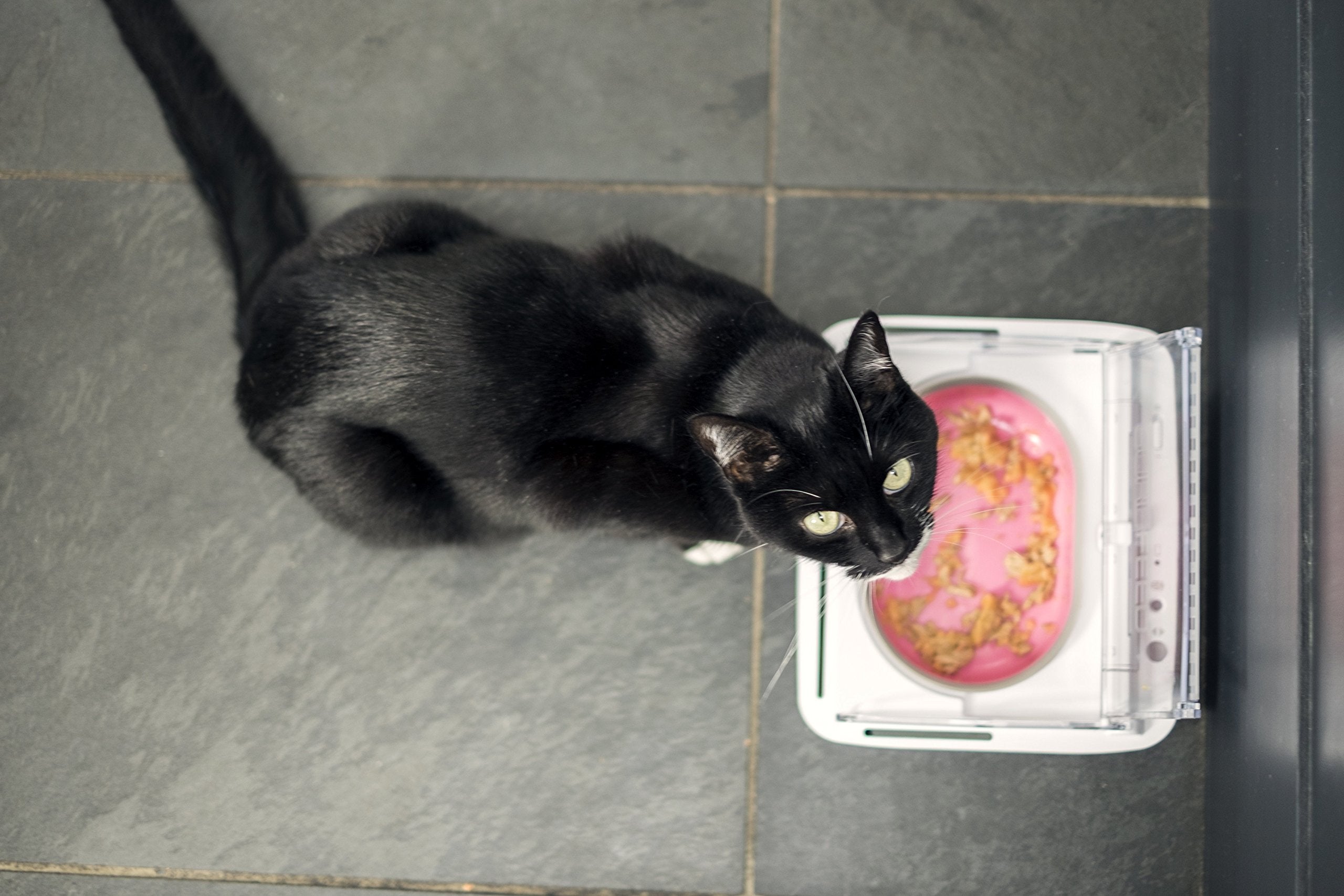 SureFlap SureFeed non-spill design minimizes mess during meals.