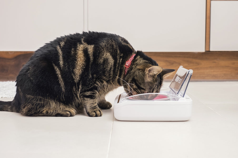 SureFlap SureFeed sealed bowl holds 13.5 ounces of food and stays fresher.
