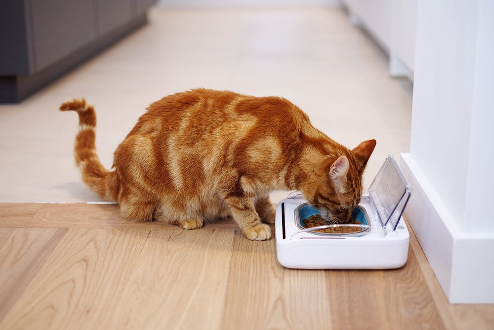 SureFlap SureFeed training mode helps timid pets adjust to lid movement.