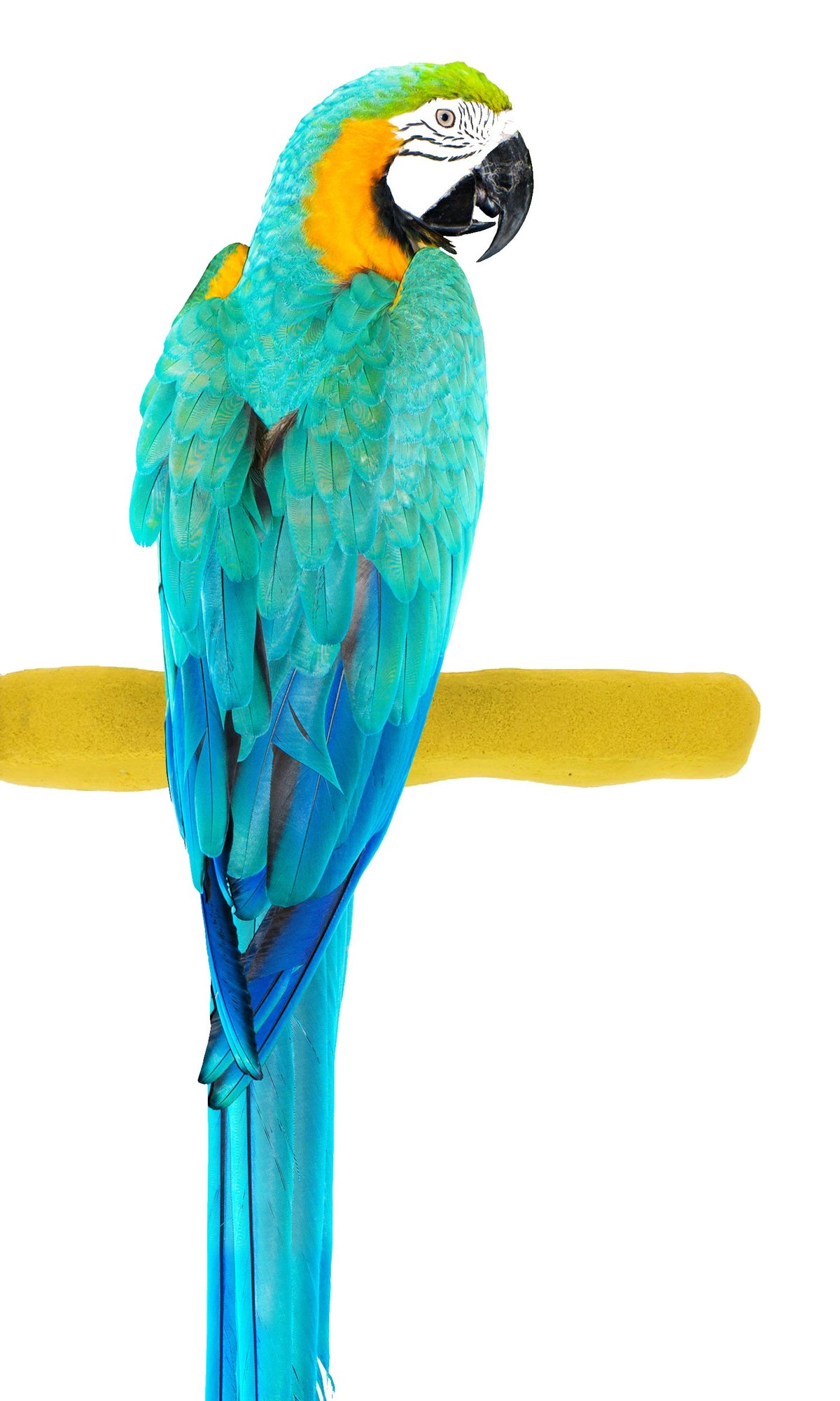 Sweet Feet and Beak comfort grip perch front view on cage with easy bolt mount installation