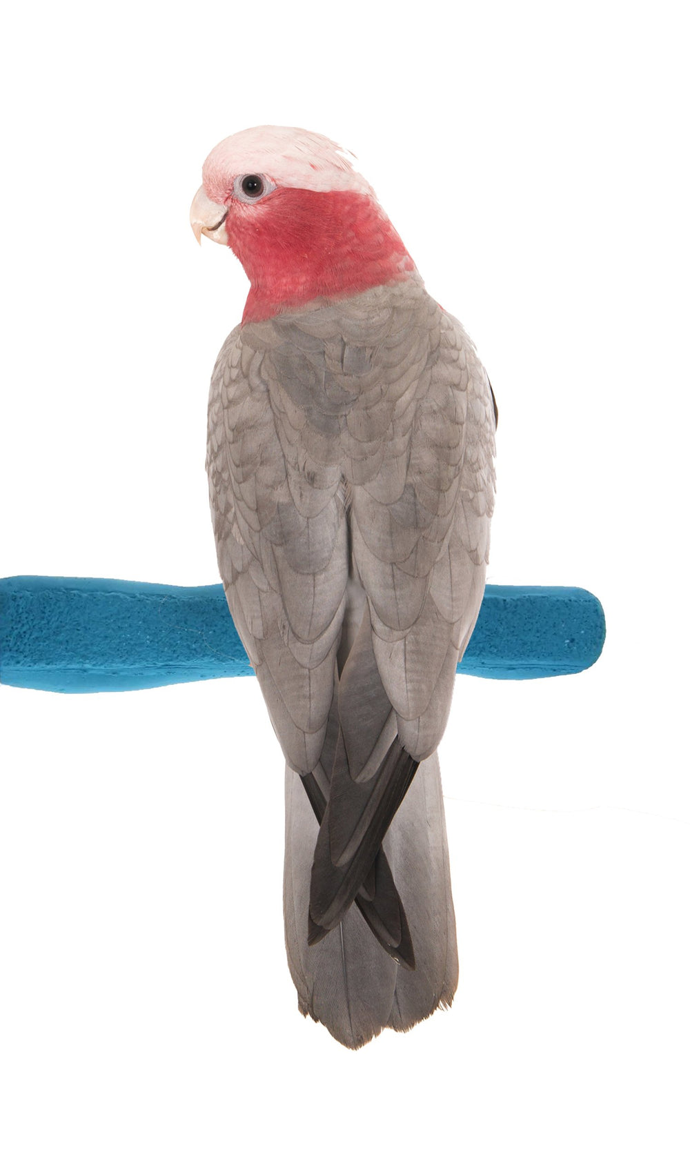 Sweet Feet and Beak comfort grip perch installed on a cage for quick setup and secure perch
