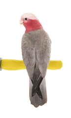 Sweet Feet and Beak Comfort Grip Perch front view showing stable, easy-to-install perch